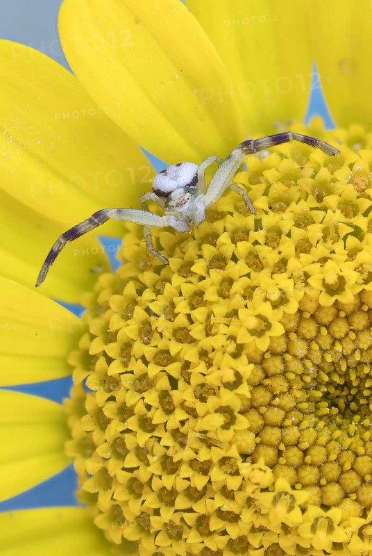 Goldenrod crab spider (Misumena vatia)