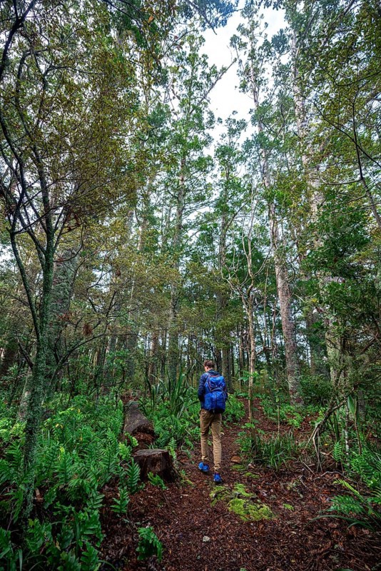 Young man walks on trail through Kauri Forest