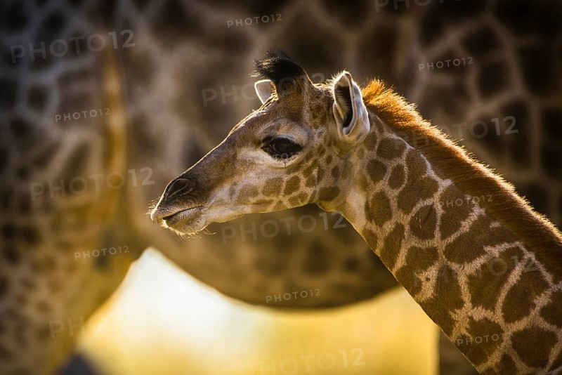 Angolan Giraffe (Giraffa camelopardalis angolensis)