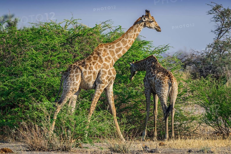 Angolan Giraffes (Giraffa camelopardalis angolensis)