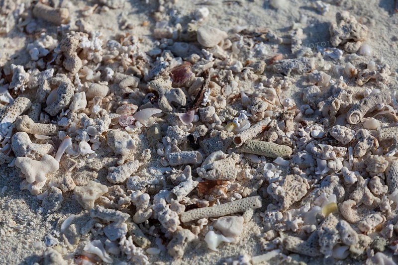 Coral sand