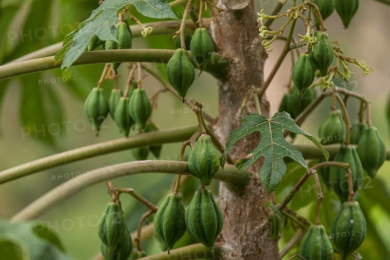 Papaya or Pawpaw (Carica papaya) on the tree