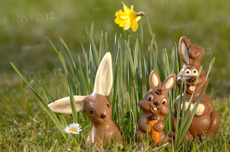 Chocolate bunnies in a meadow between yellow daffodils