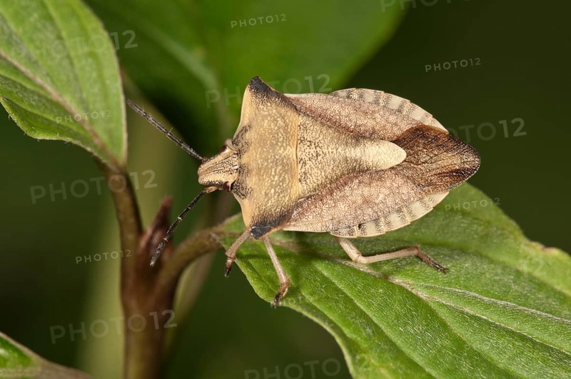 Shieldbug (Carpocoris fuscispinus) Untergroeningen