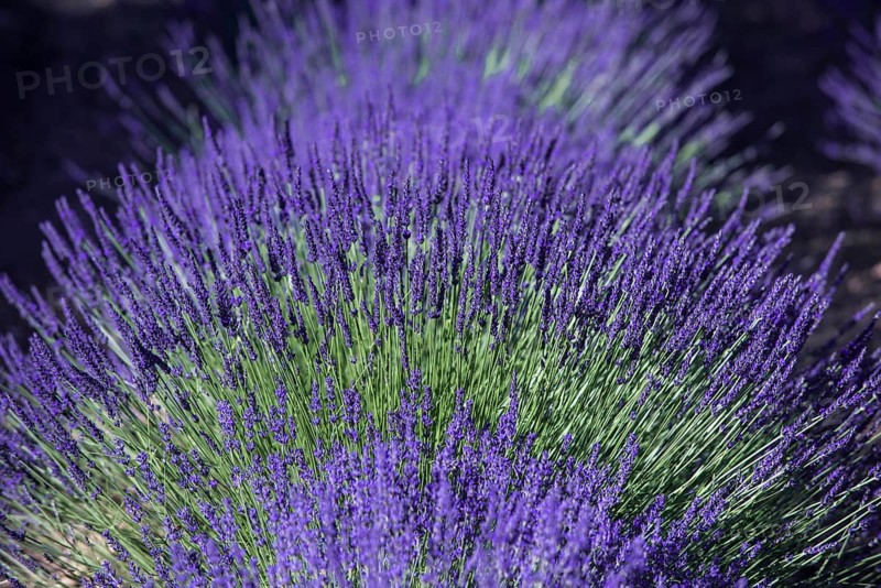 Lavender field