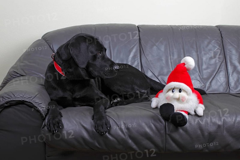 Black Labrador Retriever dog