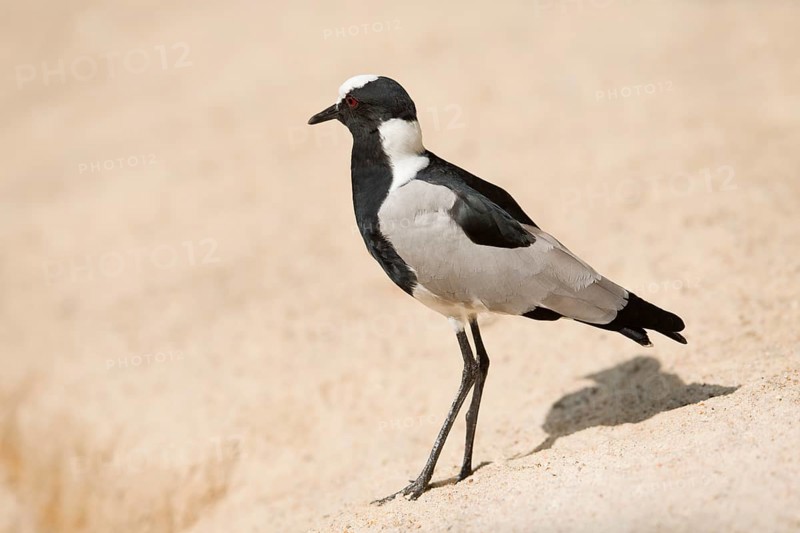Blacksmith Plover or Blacksmith Lapwing (Vanellus armatus)
