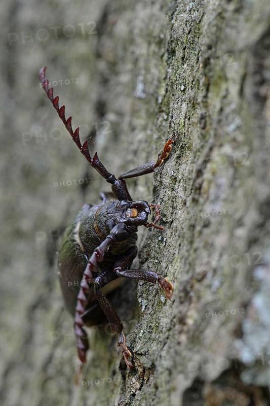 Black longicorn beetle (Spondylis buprestoides)