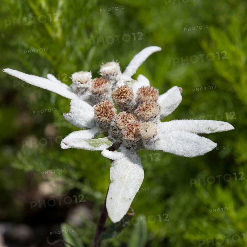 Edelweiss (Leontopodium alpinum)