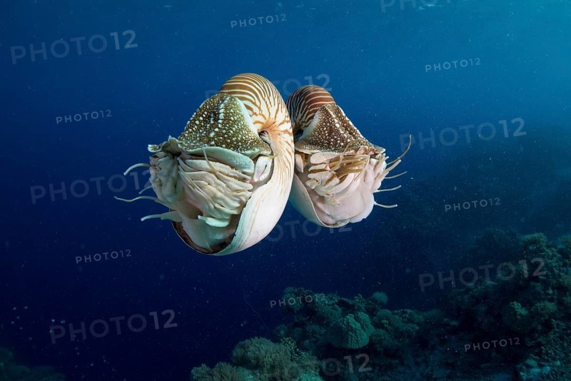 Palau Nautiluses (Nautilus belauensis)