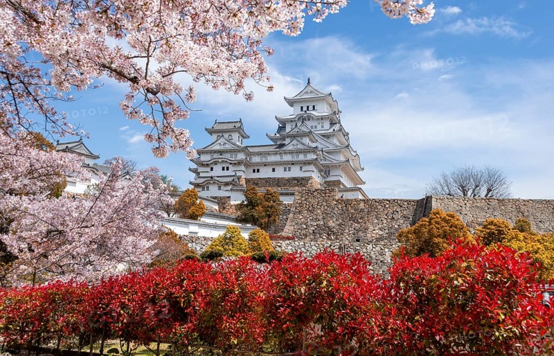 Blossoming cherry trees