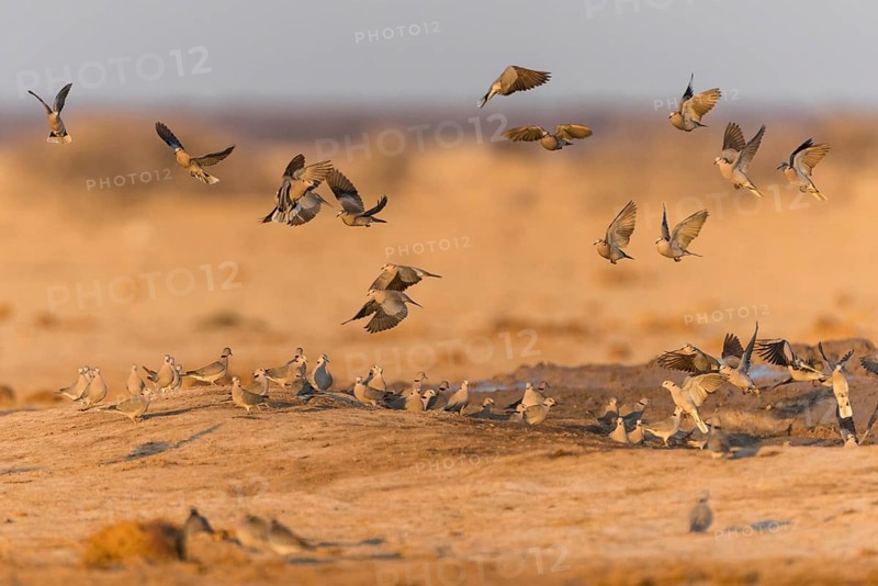 Ring-necked Dove (Streptopelia capicola)