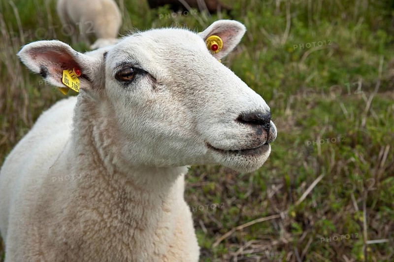 Domestic sheep