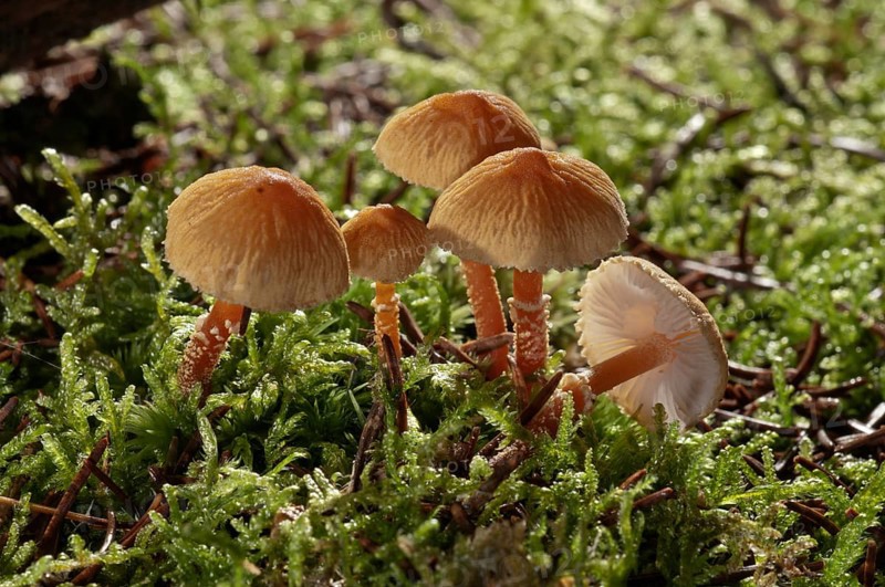 Chestnut dapperling (Lepiota castanea)