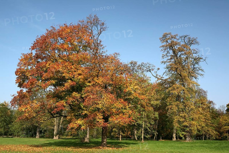 Autumn in the recreation area at Decksteiner Weiher lake