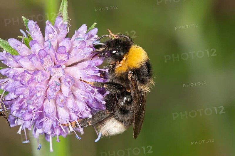 Vestal Cuckoo Bumblebee (Psithyrus Vestalis) Untergroeningen