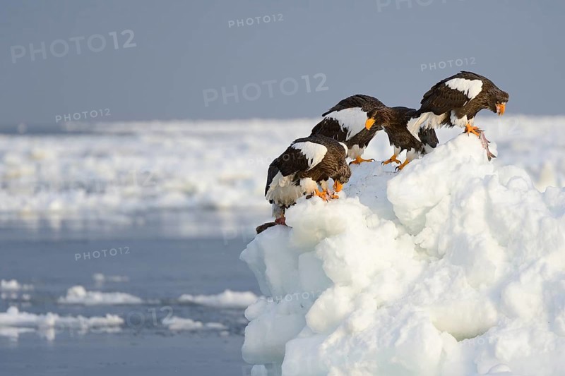 Group of Steller's Sea Eagles (Haliaeetus pelagicus) feeding on fish
