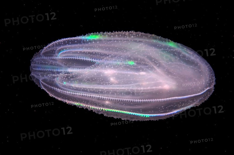 Warty Comb Jelly or Sea Walnut (Mnemiopsis leidyi)