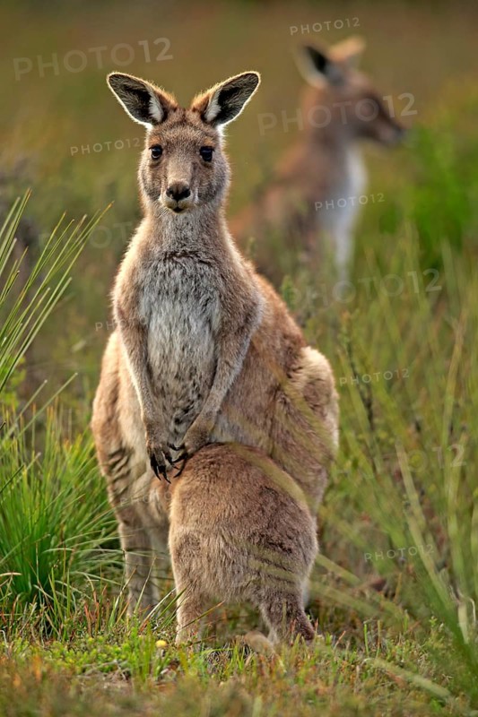 Eastern Grey Kangaroo (Macropus giganteus) female with joey