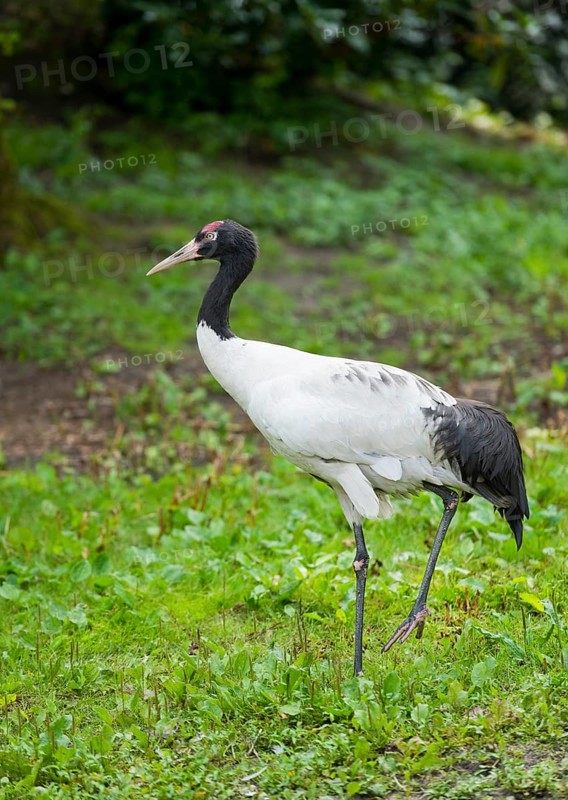 Black-necked Crane (Grus nigricollis)