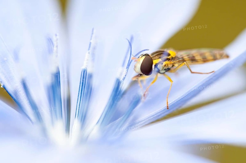 Marmalade hoverfly (Episyrphus balteatus) in blossom of the Chicory (Cichorium intybus)