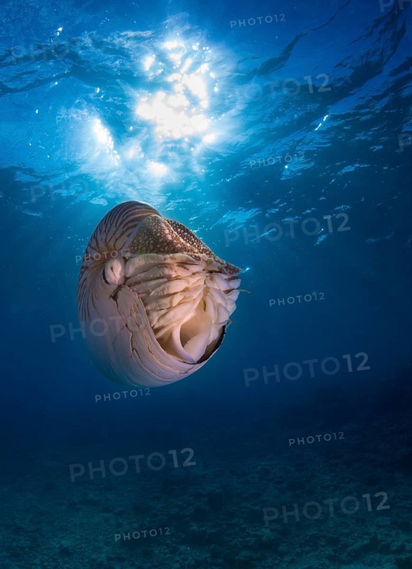 Nautilus (Nautilus belauensis)