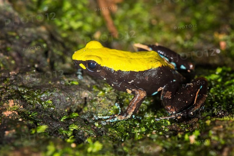 Climbing or Green-backed Mantella (Mantella laevigata)