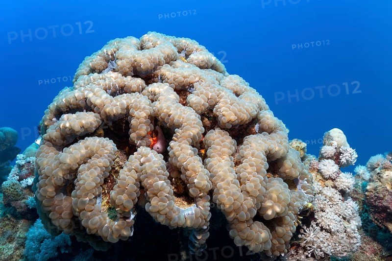 Bubble Coral (Plerogyra sinuosa)