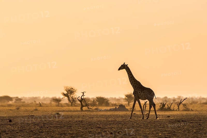 A Angolan Giraffe (Giraffa camelopardalis angolensis) runs in the evening light in the savannah