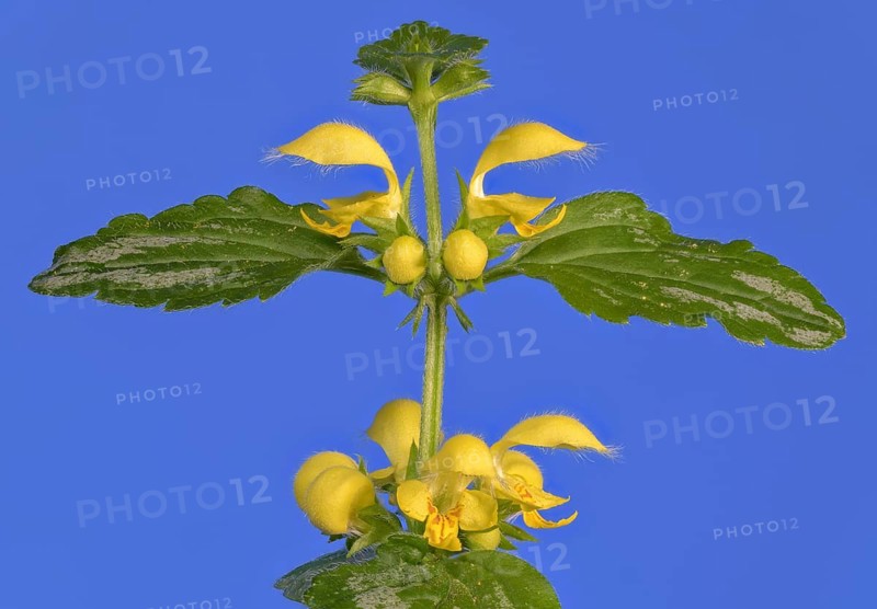 Yellow archangel (Lamium galeobdolon) against a blue background