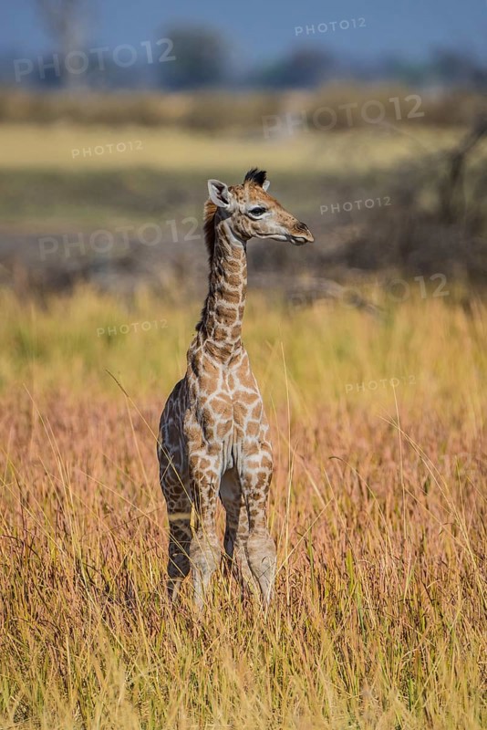 Angolan Giraffe (Giraffa camelopardalis angolensis)