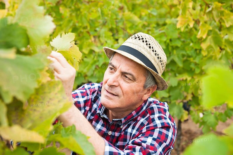 Winemaker or vintner checking vines in his vineyard