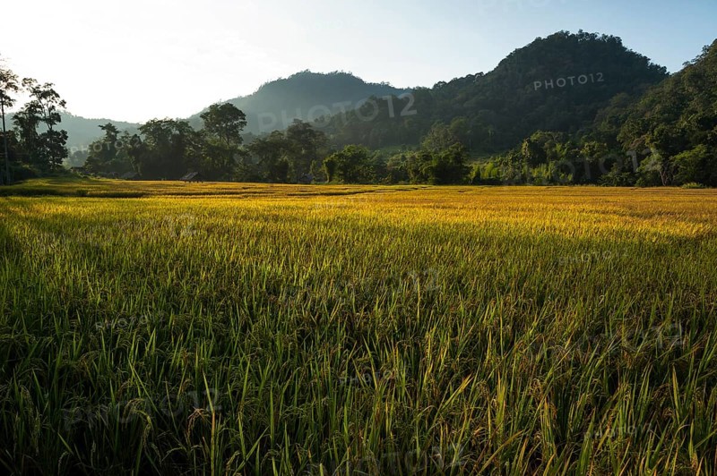 Paddy fields