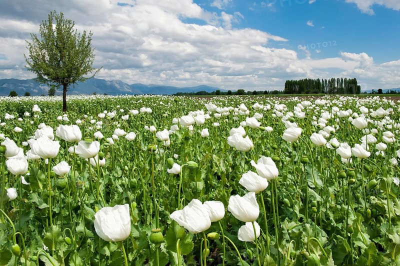 Opium poppy (Papaver somniferum) field