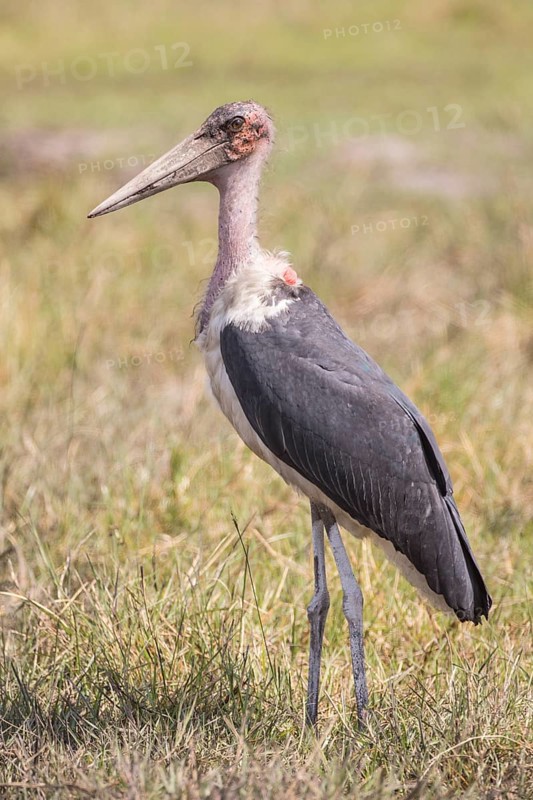 Marabou (Leptoptilos crumeniferus) Bwabwata National Park