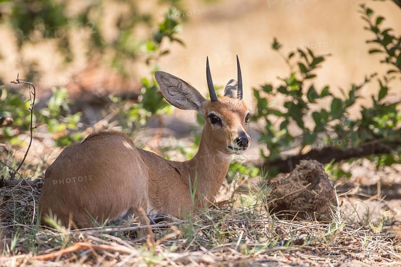 Steenbok (Raphicerus campestris)
