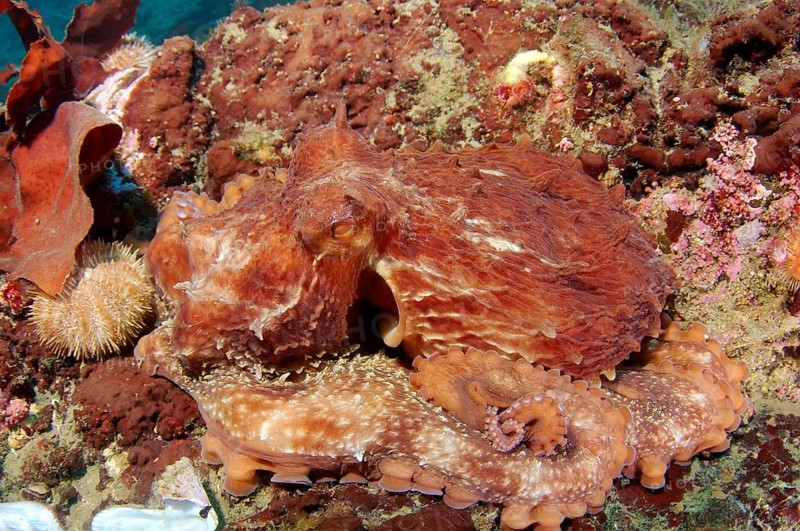 Giant Pacific octopus or North Pacific giant octopus (Enteroctopus dofleini)