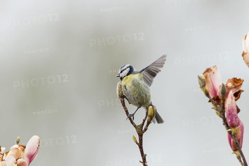 Blue Tit (Cyanistes caeruleus syn Parus caeruleus)