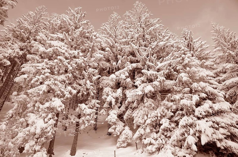 Snow-covered spruce trees (Picea abies)