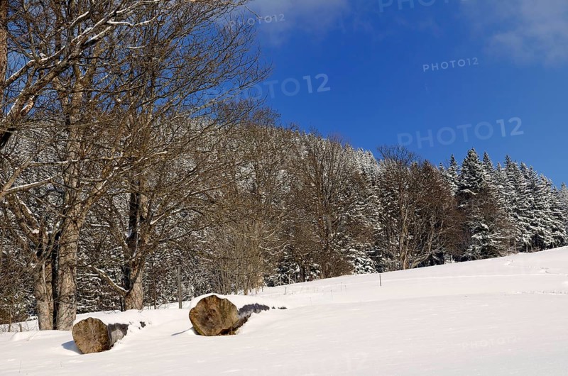 Felled trees