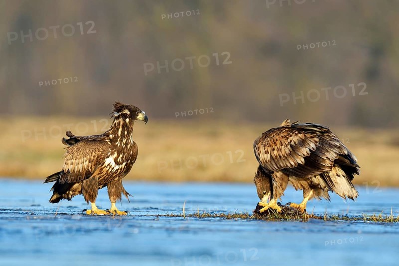 Two young White-tailed Eagles (Haliaeetus albicilla)