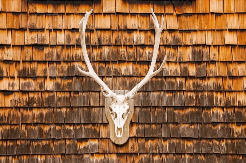 Hunting trophy at a clapboard wall