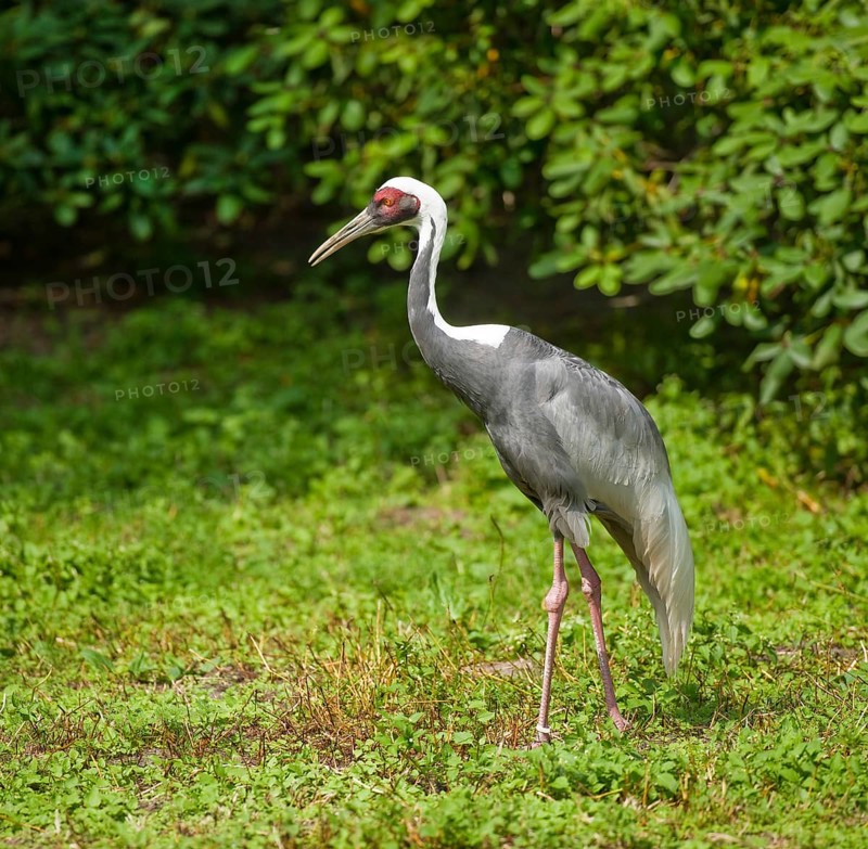 White-naped Crane (Grus vipio)