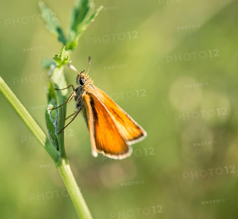 Small Skipper (Thymelicus sylvestris) on a blade of grass
