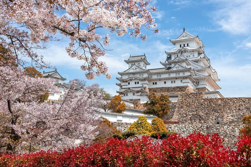 Blossoming cherry trees
