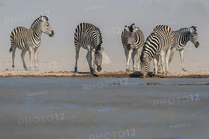 Burchell's Zebras (Equus quagga burchelli) drinking during a dust storm at a waterhole