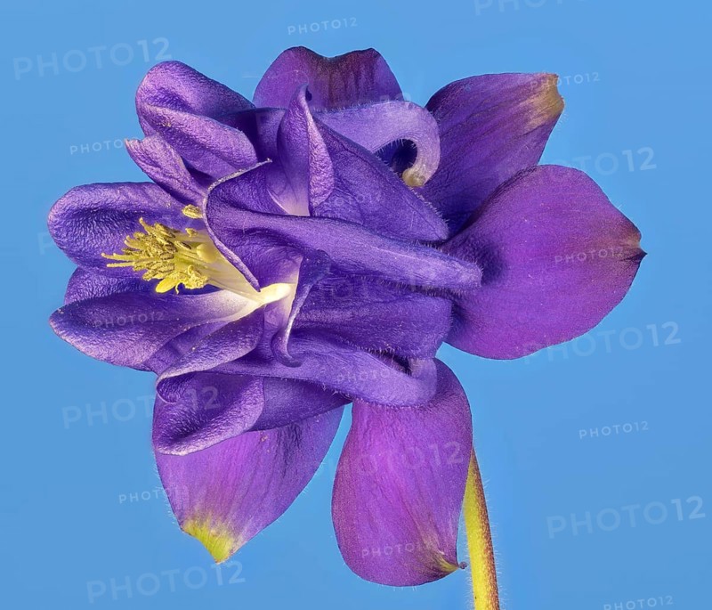 Ordinary columbine (Aquilegia vulgaris) against a blue background