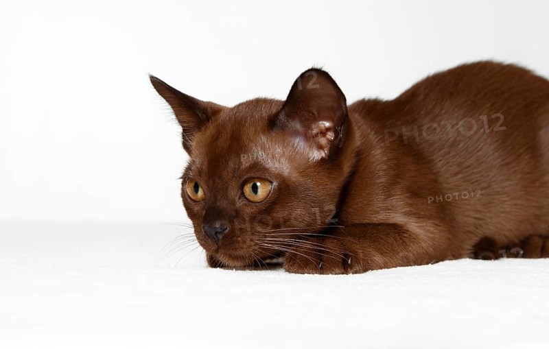 Burmese cat