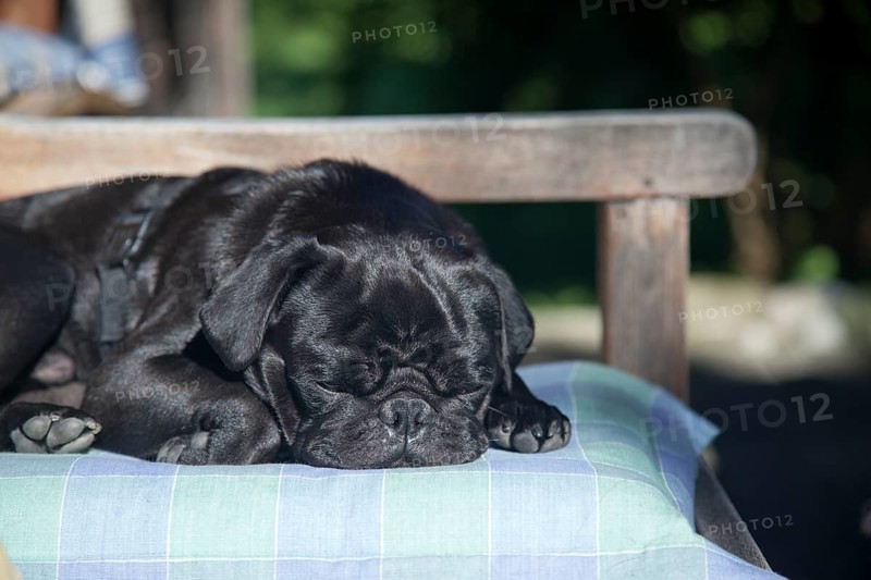 Black Pug dozing on a pillow
