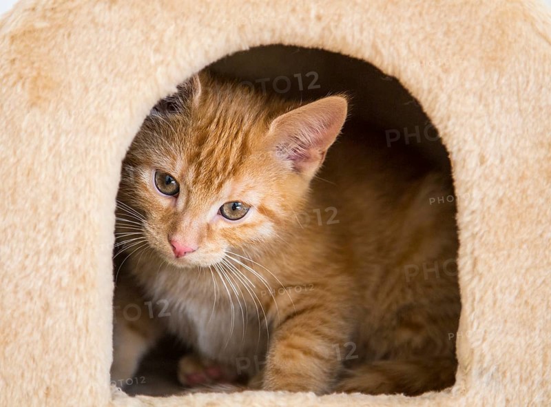 Young red tabby domestic cat in the cubby hole of a scratching post or cat tree